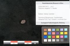 Foto (Objekt + Etikett) von Pleioclinis sheperdi F.V. Mueller (NHMW-GEO-2024-0188-10472)